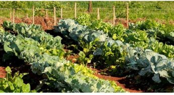 “La huerta agroecológica, paso a paso”