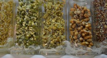 “Brotes y germinados caseros”